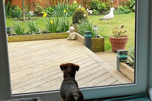 Чайка краде собачі іграшки та влаштовує безлад у саду (ФОТО)