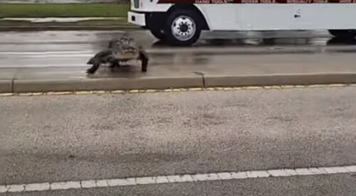 Крупный аллигатор, перешедший через дорогу, удивил автомобилистов (ВИДЕО)