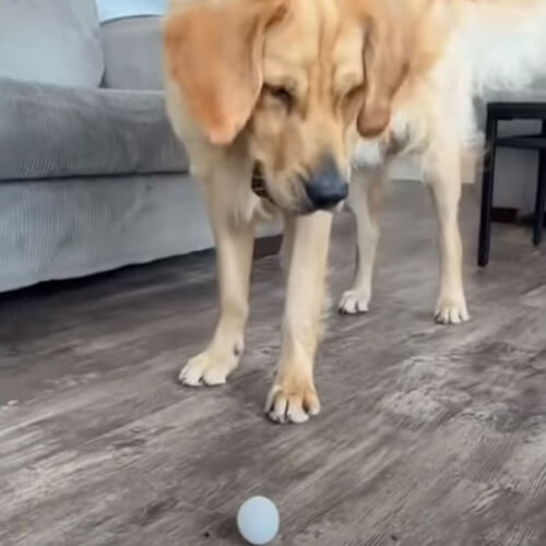 Пёс, который принял яйцо за мячик, разбил новую «игрушку» (ВИДЕО)