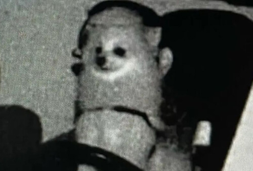 Штраф за перевищення швидкості супроводжувався фотографією із собакою за кермом (ФОТО)