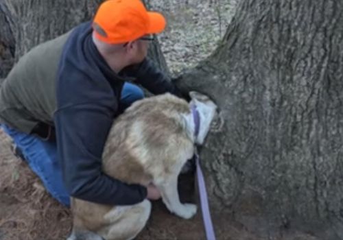 Цікавий собака сунув голову в отвір у дереві і застряг (ФОТО)