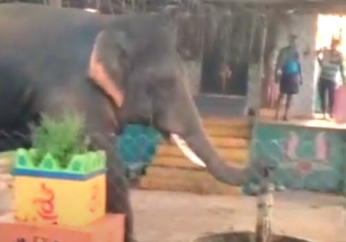 Слон с помощью хобота научился добывать воду из колонки (ВИДЕО)