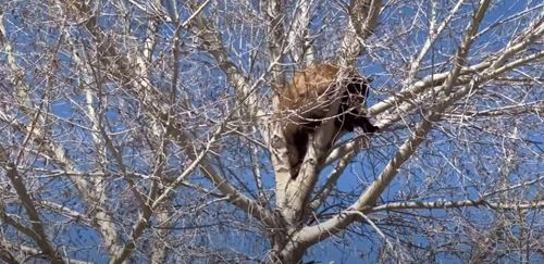 Спасатели помогли медведю, который влез на дерево и застрял на нём (ФОТО)
