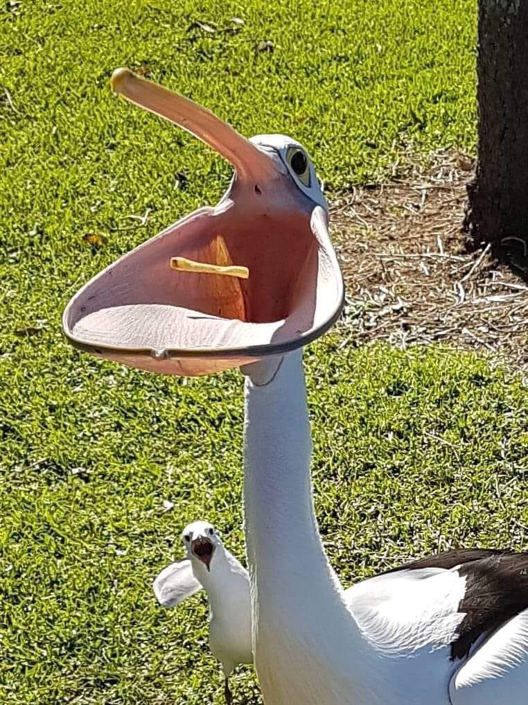 Проглот-пеликан стал героем фотожаб