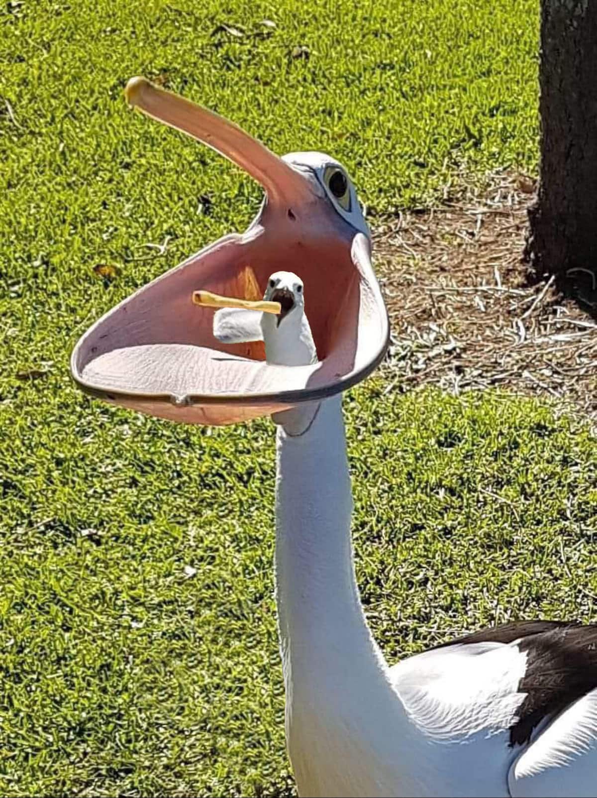 Проглот-пелікан став героєм фотожаб