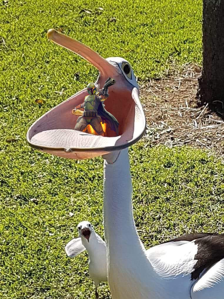 Проглот-пелікан став героєм фотожаб