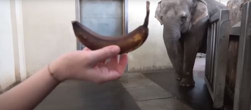 Слониха в зоопарке научилась чистить бананы хоботом (ВИДЕО)