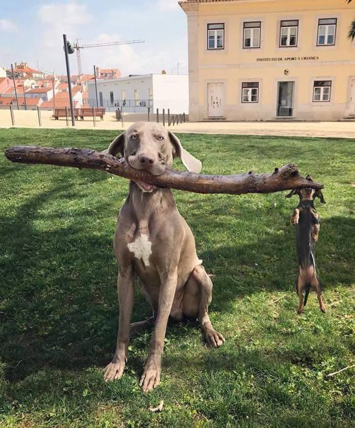 14 фотографій, які доводять, що життя з тваринами — то ще веселощі