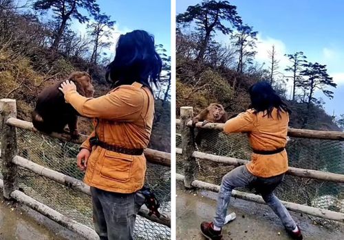 Турист, який захоплюється бойовими мистецтвами, побився з мавпами (ВІДЕО)