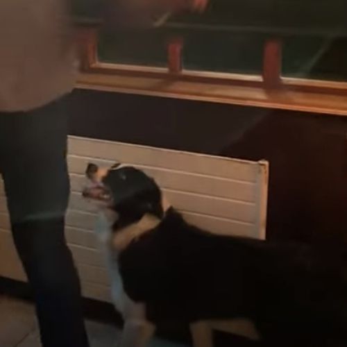 Розумний пес допомагає гравцям у дартс та повертає їм дротики (ВІДЕО)