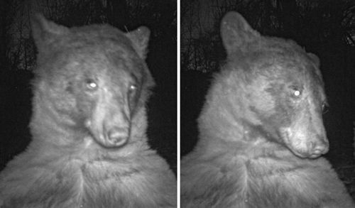 Медведь нашёл фотокамеру и сделал 400 селфи за одну ночь (ФОТО)