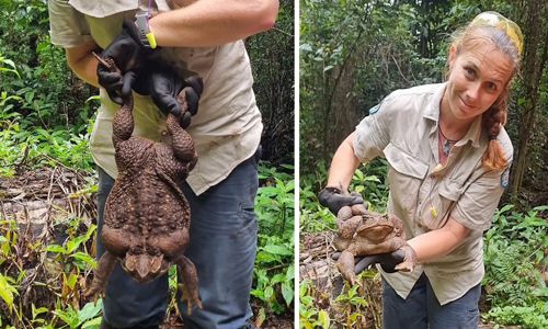 Рейнджери знайшли жабу, яка важила 2,7 кілограмів (ВІДЕО)