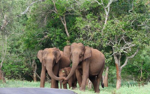 Слоны, защищавшие детёныша, растрогали пользователей интернета (ФОТО)