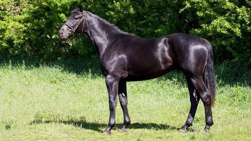Покупатель искупал свою новую лошадь и выяснил, что она вовсе не чёрная (ФОТО)