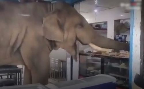 Слон прийшов у магазин, наївся продуктів і забрав із собою запаси (ФОТО)