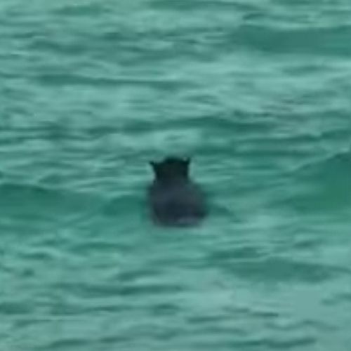 Медведь искупался на пляже вместе с отдыхавшими людьми, а после скрылся (ВИДЕО)