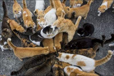 Кошачий остров в Японии, где животных больше, чем людей. Фото