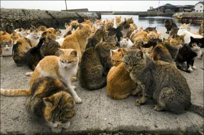 Кошачий остров в Японии, где животных больше, чем людей. Фото