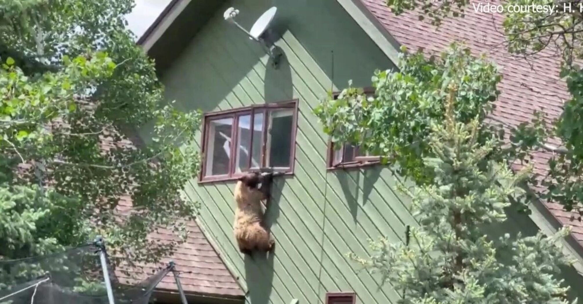 В США медведь залез в дом, съел отбивные и затем сбежал через окно (видео)