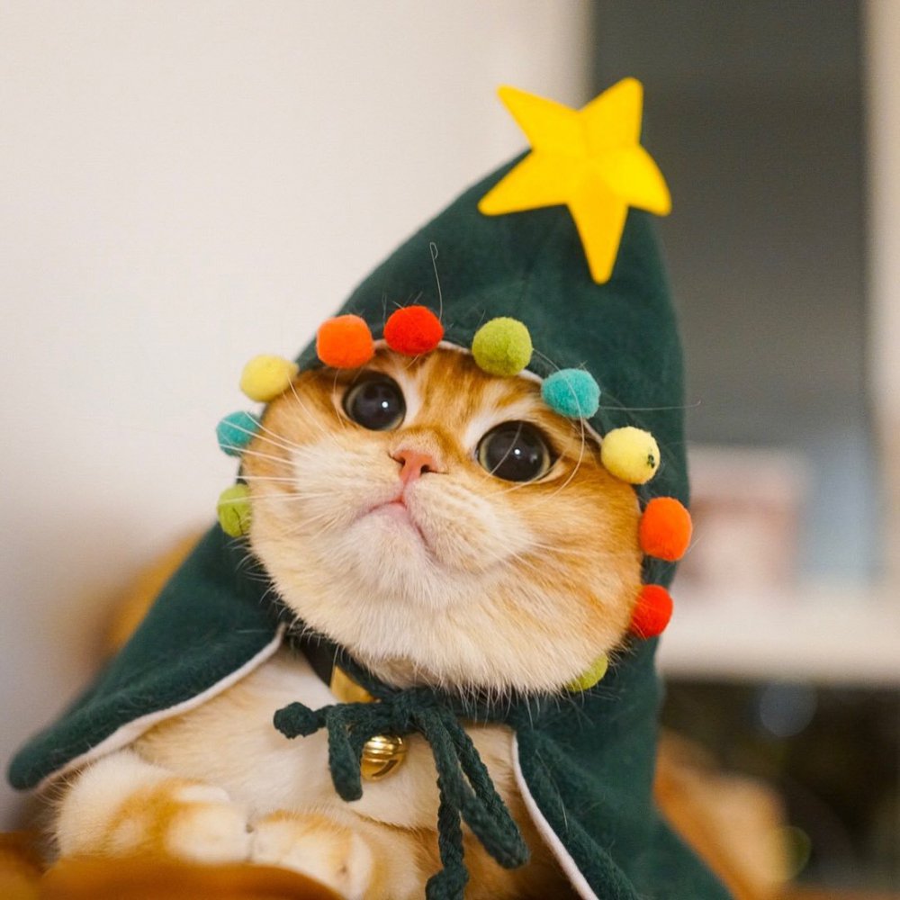 Сеть рассмешил кот, примеривший необычные костюмы