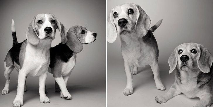 Как взрослеют собаки. Любопытный и трогательный фотопроект
