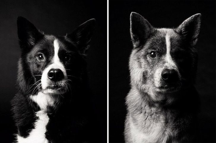 Як дорослішають собаки.  Цікавий та зворушливий фотопроект