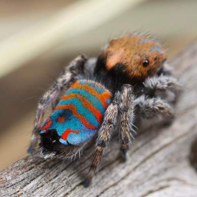 Удивительные макроснимки самых красивых в мире пауков. Фото