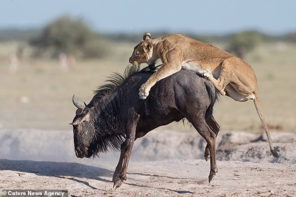 У Танзанії левиця відвела дитинча антилопи до його батьків