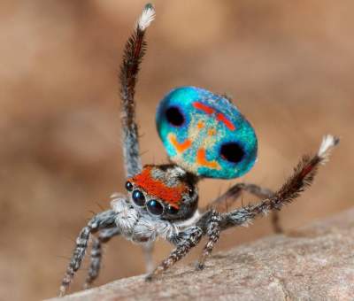 Удивительные макроснимки самых красивых в мире пауков. Фото