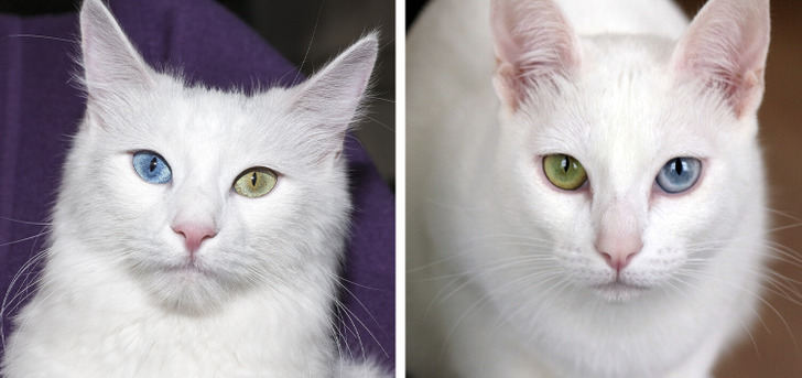 9 пар кошек, которых даже матерый кошатник с первого взгляда не различит