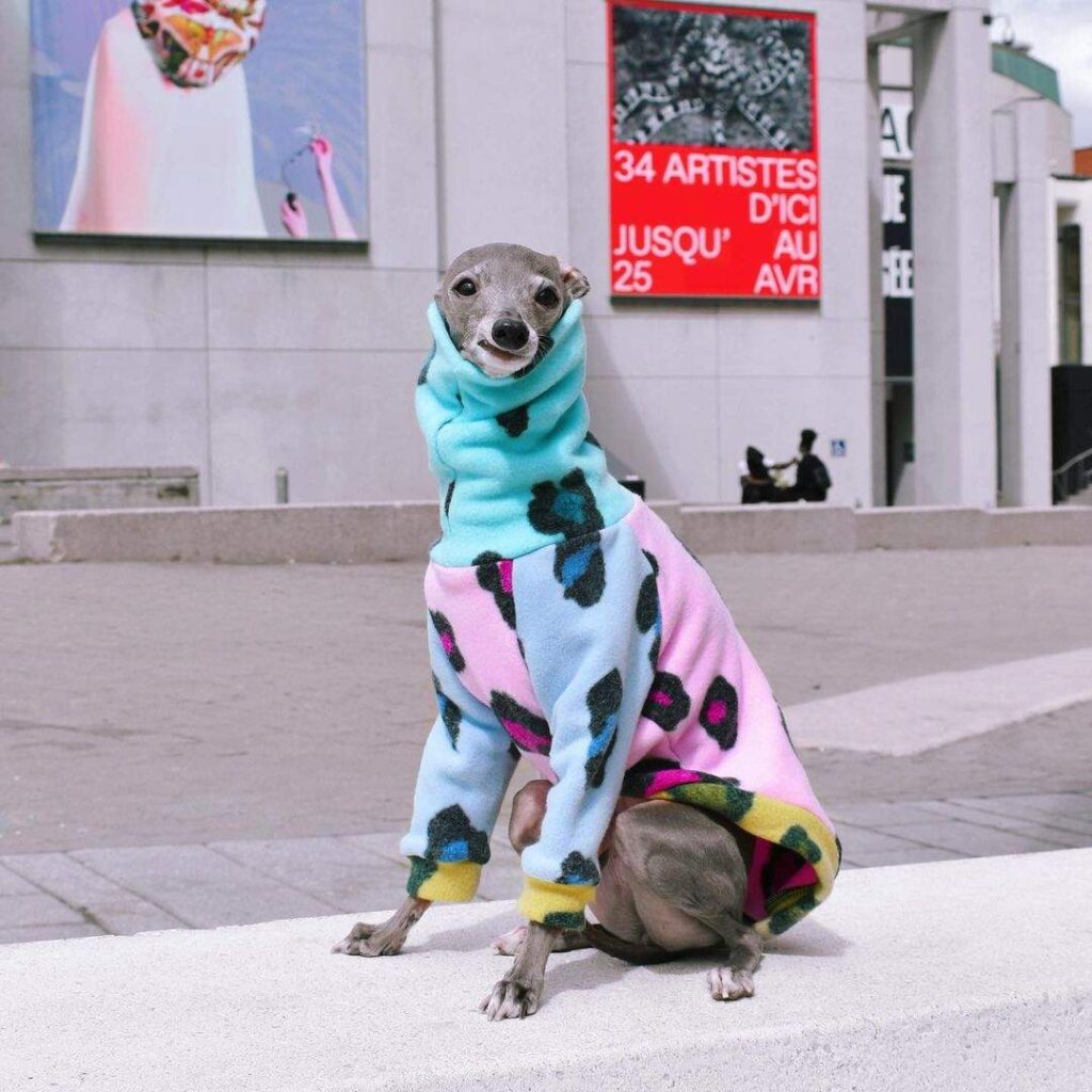 Мережа підкорила собака, що стала іконою моди