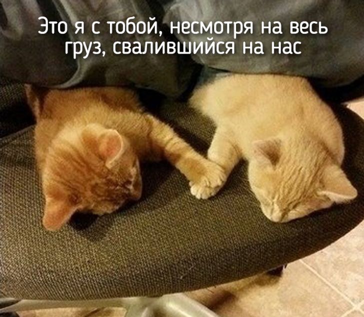 20 животных, которые ведут себя совсем как мы