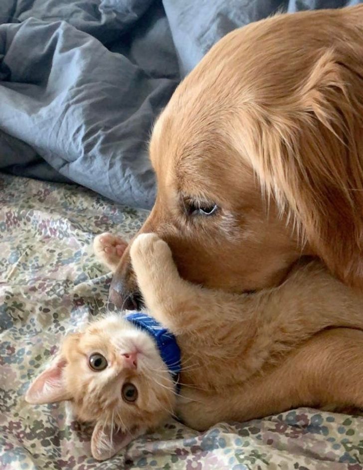 20+ примеров того, как кошки и собаки нашли друг в друге лучших друзей
