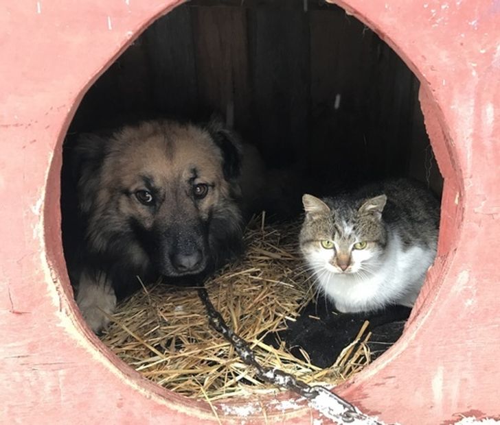 20+ прикладів того, як кішки та собаки знайшли один в одному найкращих друзів