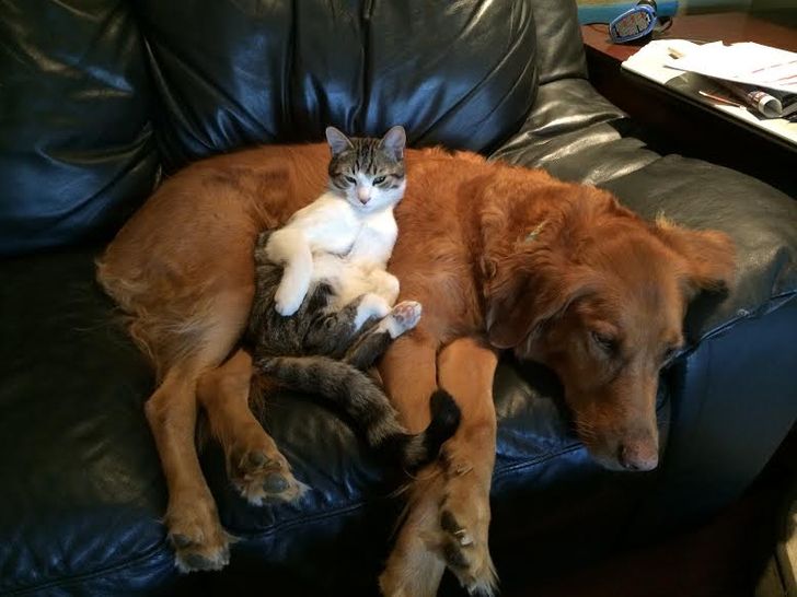 20+ прикладів того, як кішки та собаки знайшли один в одному найкращих друзів
