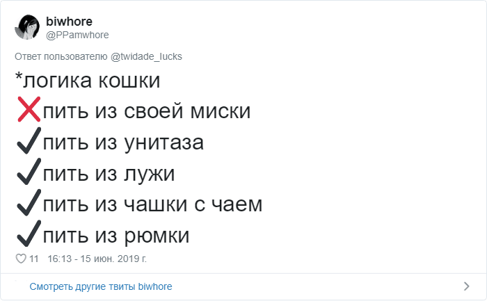 Пользователи Сети рассказали о странных привычках своих котов