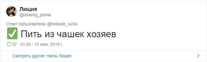 Користувачі Мережі розповіли про дивні звички своїх котів