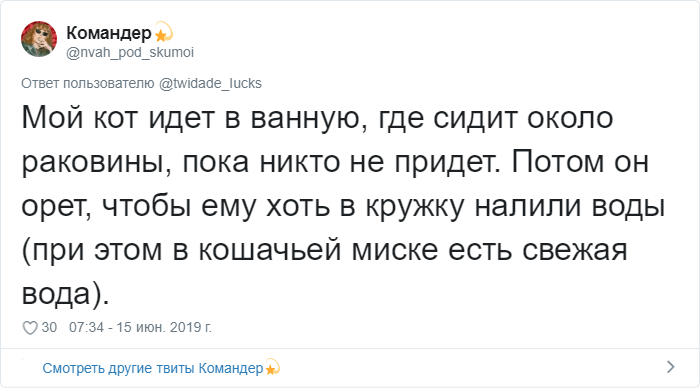 Пользователи Сети рассказали о странных привычках своих котов