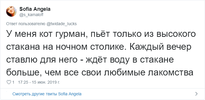 Пользователи Сети рассказали о странных привычках своих котов