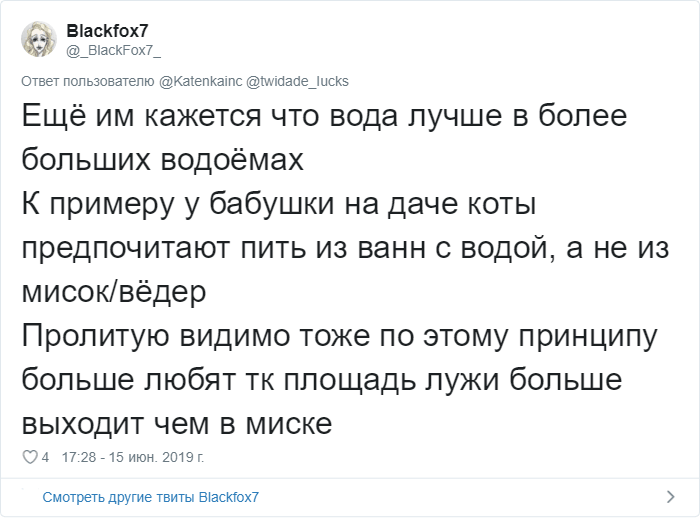 Пользователи Сети рассказали о странных привычках своих котов