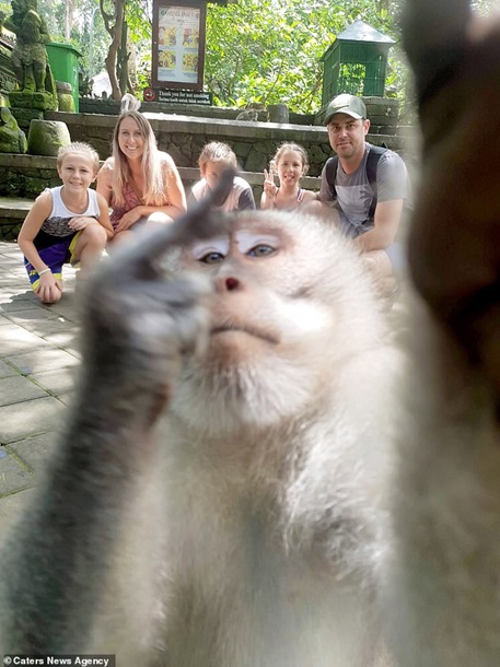 «Неприличное» селфи обезьяны насмешило Сеть