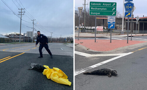 Тюлень попытался сбежать от полиции, но всё равно был пойман (ФОТО)