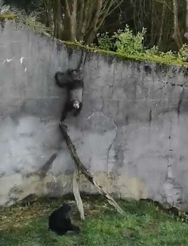 Шимпанзе вигадали креативний спосіб втекти із зоопарку