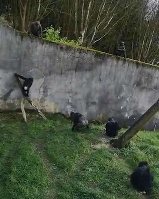Шимпанзе придумали креативный способ сбежать из зоопарка