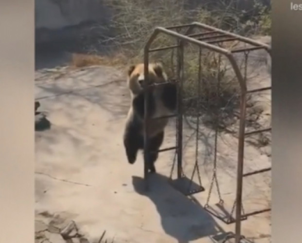 Танцюючий ведмідь підкорив інтернет (відео)