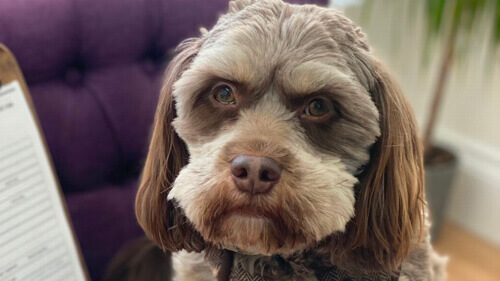 Пёс с «человеческим лицом» похож на старика (ФОТО)
