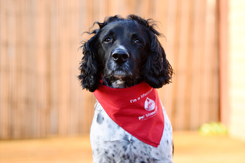 Пес, який став героїчним донором крові, вийшов на пенсію (ФОТО)