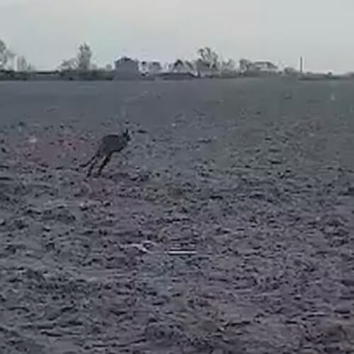 Автомобилист из Дании снял на видео кенгуру, прыгающего по полю (ВИДЕО)