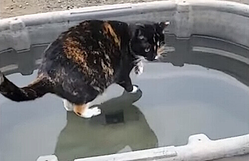 Зрителей удивил видеоролик с «божественной» кошкой, ходящей по воде  (ФОТО)
