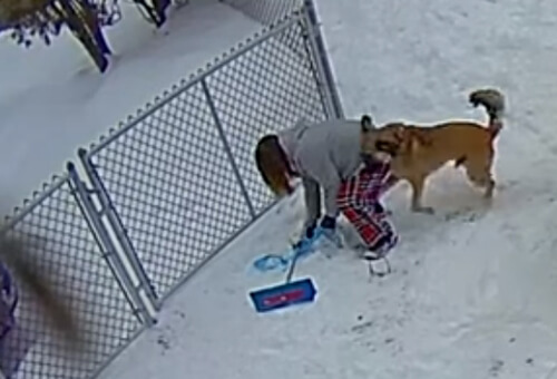 Игривый пёс так обрадовался снегу, что повалил хозяйку на землю (ВИДЕО)